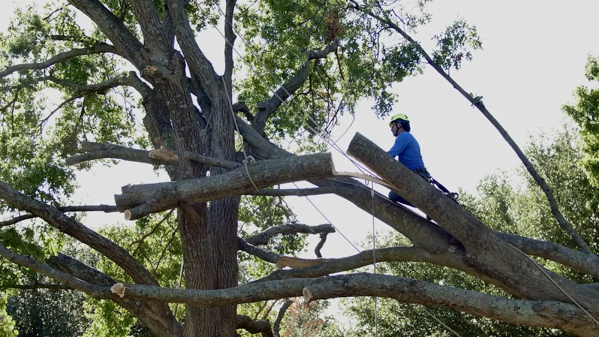 Professional Crown Thinning performed by certified arborists in Stillwater